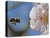 Bee Flies Towards the Blossom of an Almond Tree in a Park in Freiburg, Southern Germany-null-Stretched Canvas