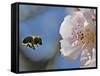 Bee Flies Towards the Blossom of an Almond Tree in a Park in Freiburg, Southern Germany-null-Framed Stretched Canvas