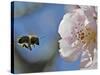 Bee Flies Towards the Blossom of an Almond Tree in a Park in Freiburg, Southern Germany-null-Stretched Canvas