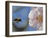 Bee Flies Towards the Blossom of an Almond Tree in a Park in Freiburg, Southern Germany-null-Framed Photographic Print