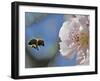 Bee Flies Towards the Blossom of an Almond Tree in a Park in Freiburg, Southern Germany-null-Framed Photographic Print