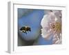 Bee Flies Towards the Blossom of an Almond Tree in a Park in Freiburg, Southern Germany-null-Framed Photographic Print