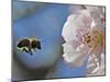 Bee Flies Towards the Blossom of an Almond Tree in a Park in Freiburg, Southern Germany-null-Mounted Photographic Print