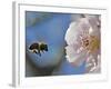 Bee Flies Towards the Blossom of an Almond Tree in a Park in Freiburg, Southern Germany-null-Framed Photographic Print