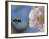 Bee Flies Towards the Blossom of an Almond Tree in a Park in Freiburg, Southern Germany-null-Framed Photographic Print