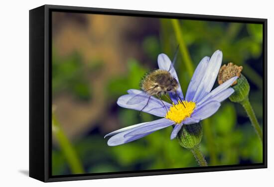 Bee Fly Feeding on Nectar from Daisy Flower-Alan J. S. Weaving-Framed Stretched Canvas