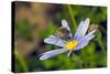 Bee Fly Feeding on Nectar from Daisy Flower-Alan J. S. Weaving-Stretched Canvas