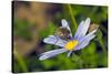 Bee Fly Feeding on Nectar from Daisy Flower-Alan J. S. Weaving-Stretched Canvas