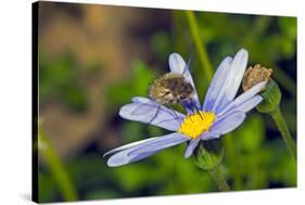 Bee Fly Feeding on Nectar from Daisy Flower-Alan J. S. Weaving-Stretched Canvas