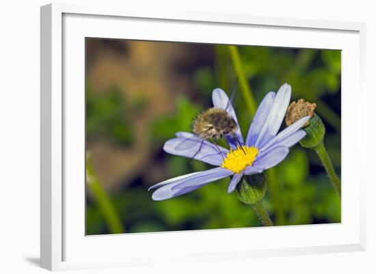 Bee Fly Feeding on Nectar from Daisy Flower-Alan J. S. Weaving-Framed Photographic Print