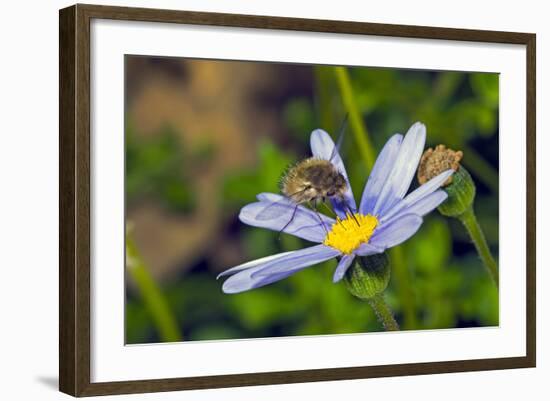 Bee Fly Feeding on Nectar from Daisy Flower-Alan J. S. Weaving-Framed Photographic Print