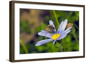 Bee Fly Feeding on Nectar from Daisy Flower-Alan J. S. Weaving-Framed Photographic Print
