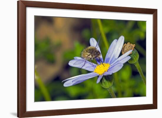 Bee Fly Feeding on Nectar from Daisy Flower-Alan J. S. Weaving-Framed Photographic Print