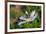 Bee Fly Feeding on Nectar from Daisy Flower-Alan J. S. Weaving-Framed Photographic Print