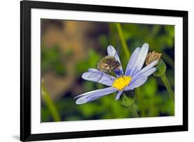 Bee Fly Feeding on Nectar from Daisy Flower-Alan J. S. Weaving-Framed Photographic Print