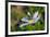 Bee Fly Feeding on Nectar from Daisy Flower-Alan J. S. Weaving-Framed Photographic Print