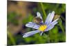Bee Fly Feeding on Nectar from Daisy Flower-Alan J. S. Weaving-Mounted Photographic Print