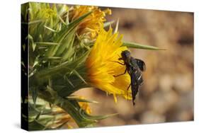 Bee Fly (Hemipenthes Velutina) Feeding from Spiny Sow Thistle (Sonchus Asper) Flower in Scrubland-Nick Upton-Stretched Canvas
