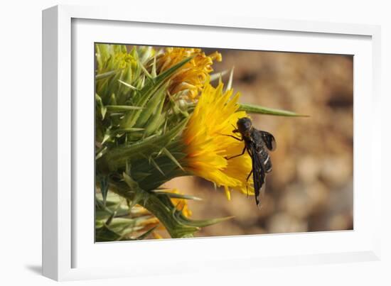 Bee Fly (Hemipenthes Velutina) Feeding from Spiny Sow Thistle (Sonchus Asper) Flower in Scrubland-Nick Upton-Framed Photographic Print