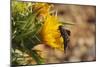 Bee Fly (Hemipenthes Velutina) Feeding from Spiny Sow Thistle (Sonchus Asper) Flower in Scrubland-Nick Upton-Mounted Photographic Print