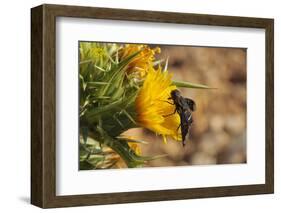 Bee Fly (Hemipenthes Velutina) Feeding from Spiny Sow Thistle (Sonchus Asper) Flower in Scrubland-Nick Upton-Framed Photographic Print