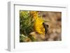 Bee Fly (Hemipenthes Velutina) Feeding from Spiny Sow Thistle (Sonchus Asper) Flower in Scrubland-Nick Upton-Framed Photographic Print