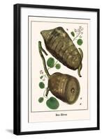 Bee Hives-Albertus Seba-Framed Art Print