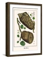 Bee Hives-Albertus Seba-Framed Art Print