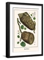 Bee Hives-Albertus Seba-Framed Art Print