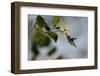 Bee hummingbird feeding, Guanahacabibes Peninsula, Cuba-Pedro Narra-Framed Photographic Print