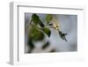 Bee hummingbird feeding, Guanahacabibes Peninsula, Cuba-Pedro Narra-Framed Photographic Print