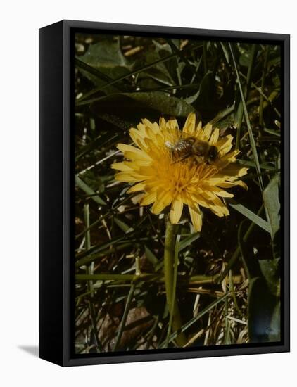 Bee in Flower-Eric Schaal-Framed Stretched Canvas