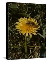 Bee in Flower-Eric Schaal-Stretched Canvas