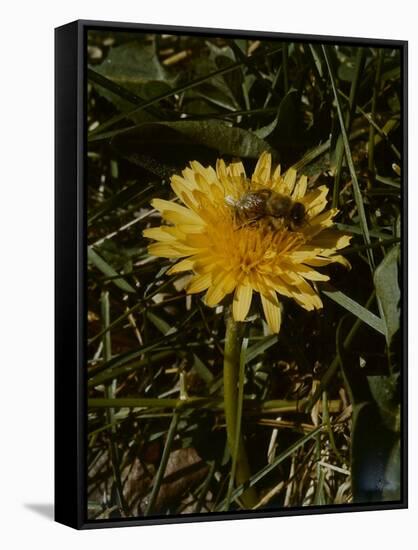 Bee in Flower-Eric Schaal-Framed Stretched Canvas