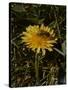 Bee in Flower-Eric Schaal-Stretched Canvas