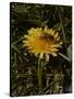 Bee in Flower-Eric Schaal-Stretched Canvas