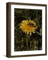 Bee in Flower-Eric Schaal-Framed Photographic Print