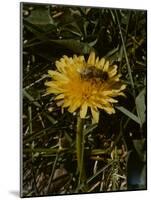 Bee in Flower-Eric Schaal-Mounted Photographic Print