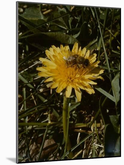Bee in Flower-Eric Schaal-Mounted Photographic Print