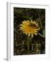 Bee in Flower-Eric Schaal-Framed Photographic Print