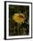 Bee in Flower-Eric Schaal-Framed Photographic Print