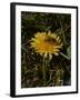 Bee in Flower-Eric Schaal-Framed Photographic Print