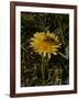 Bee in Flower-Eric Schaal-Framed Photographic Print