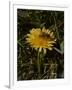 Bee in Flower-Eric Schaal-Framed Photographic Print