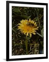 Bee in Flower-Eric Schaal-Framed Photographic Print