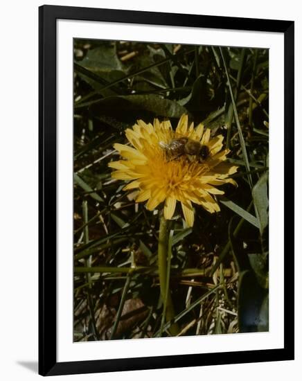 Bee in Flower-Eric Schaal-Framed Photographic Print