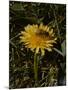 Bee in Flower-Eric Schaal-Mounted Photographic Print