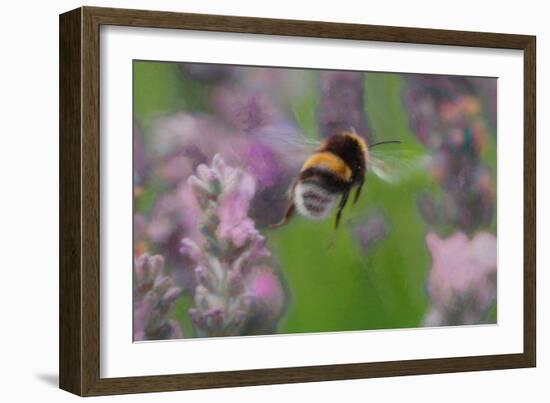 Bee in Lavender, 2018-Helen White-Framed Giclee Print