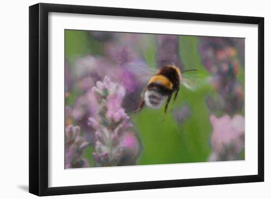 Bee in Lavender, 2018-Helen White-Framed Giclee Print