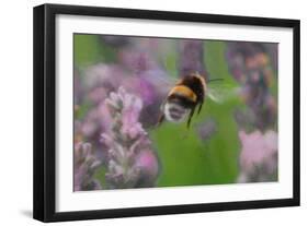 Bee in Lavender, 2018-Helen White-Framed Giclee Print